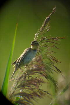 Image of Aquatic Warbler