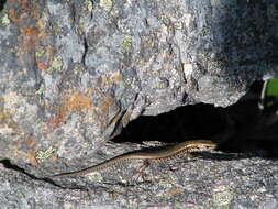 Image of Spotted Skink