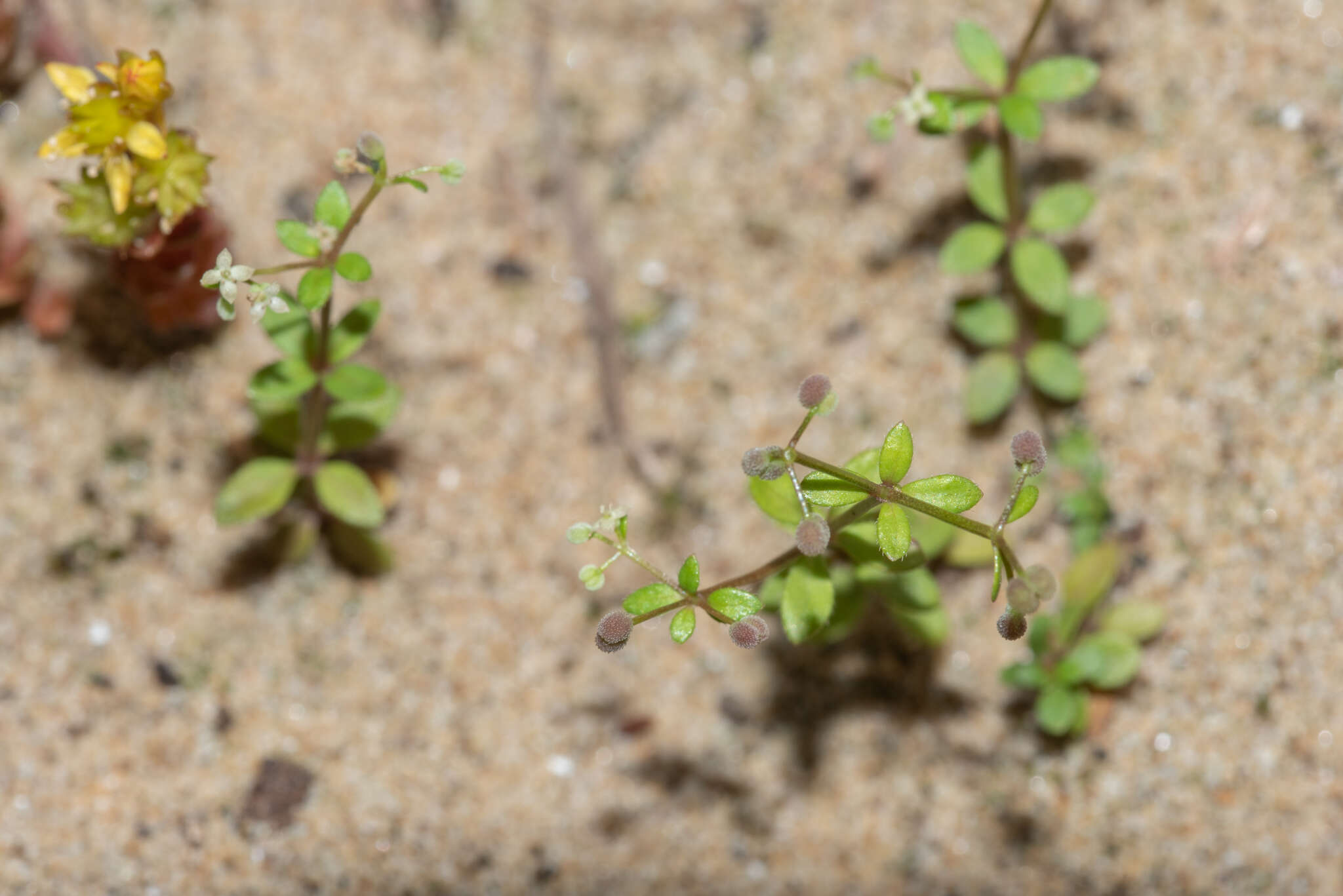 Plancia ëd Galium bungei var. trachyspermum (A. Gray) Cufod.