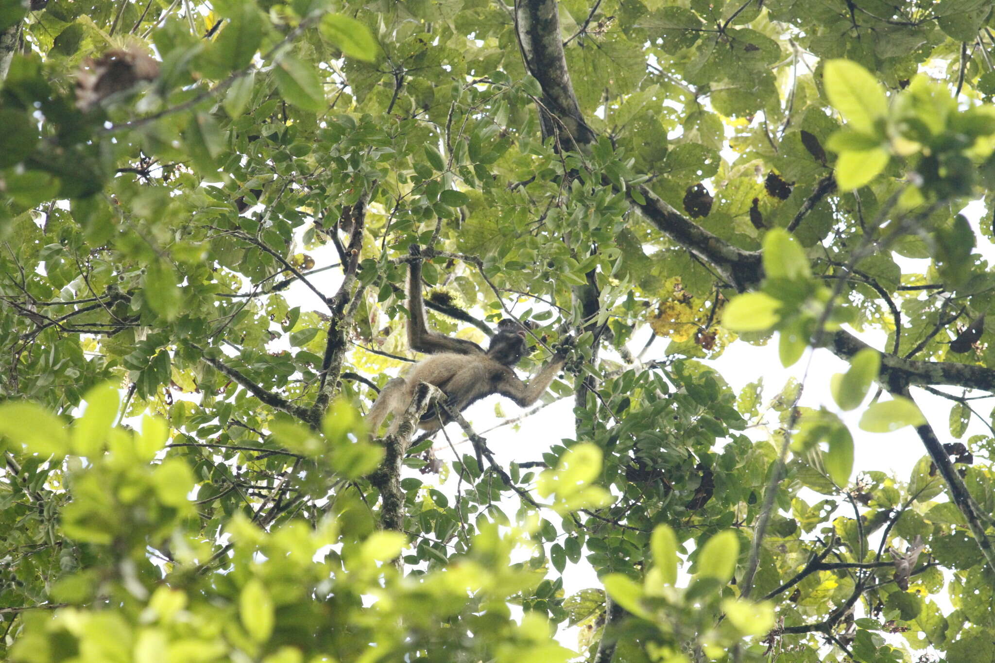 Image of Long-haired Spider Monkey