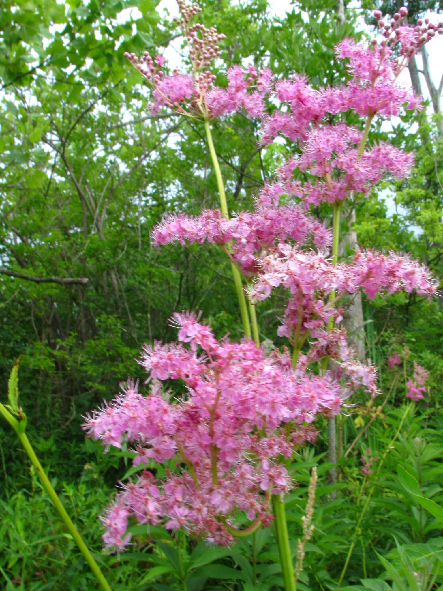 Plancia ëd Filipendula rubra (Hill) B. L. Robins.