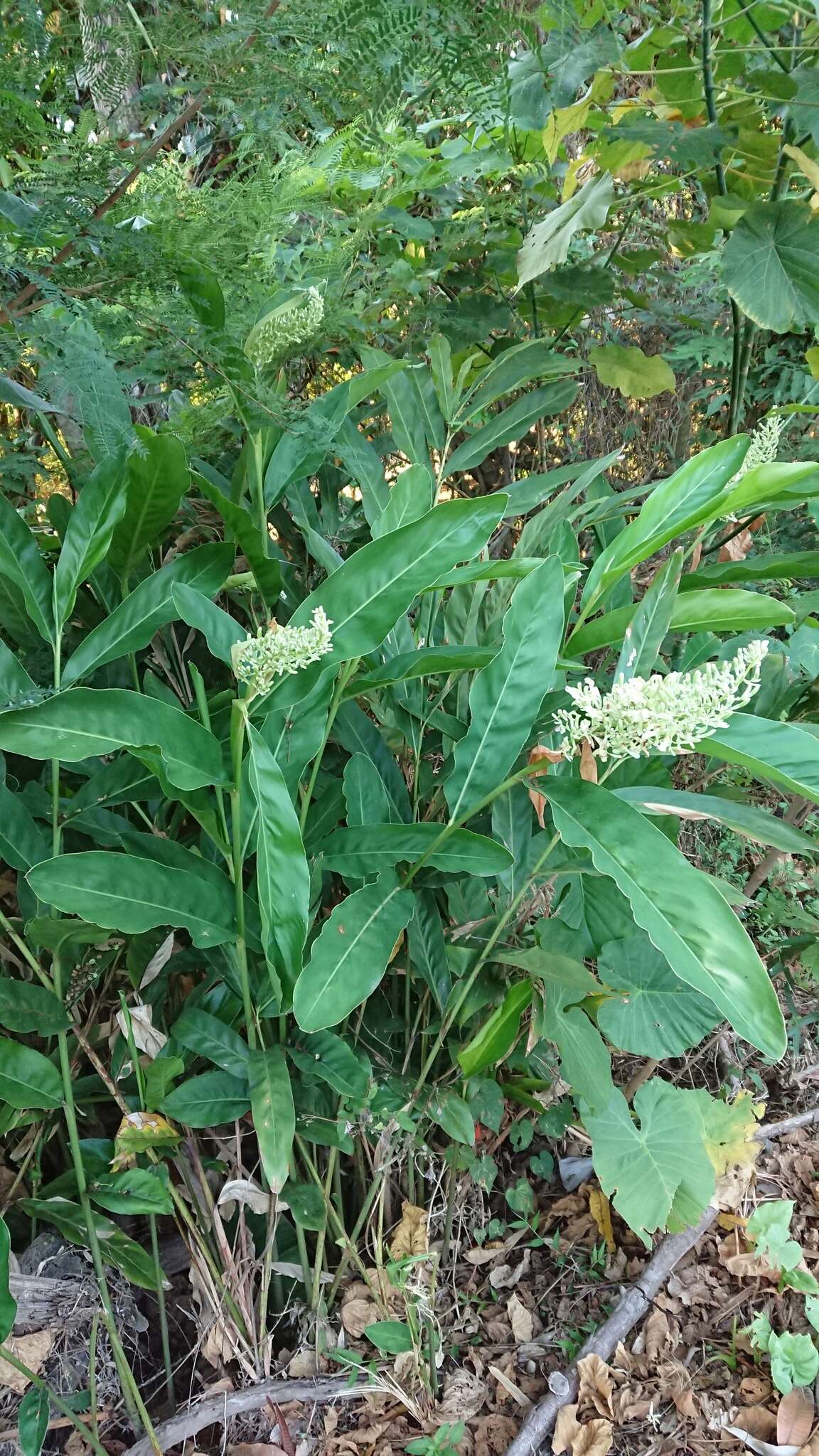 Image of greater galangal