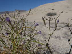 Image of Reyesia chilensis Clos