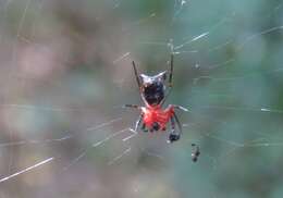 Image of Micrathena fidelis (Banks 1909)