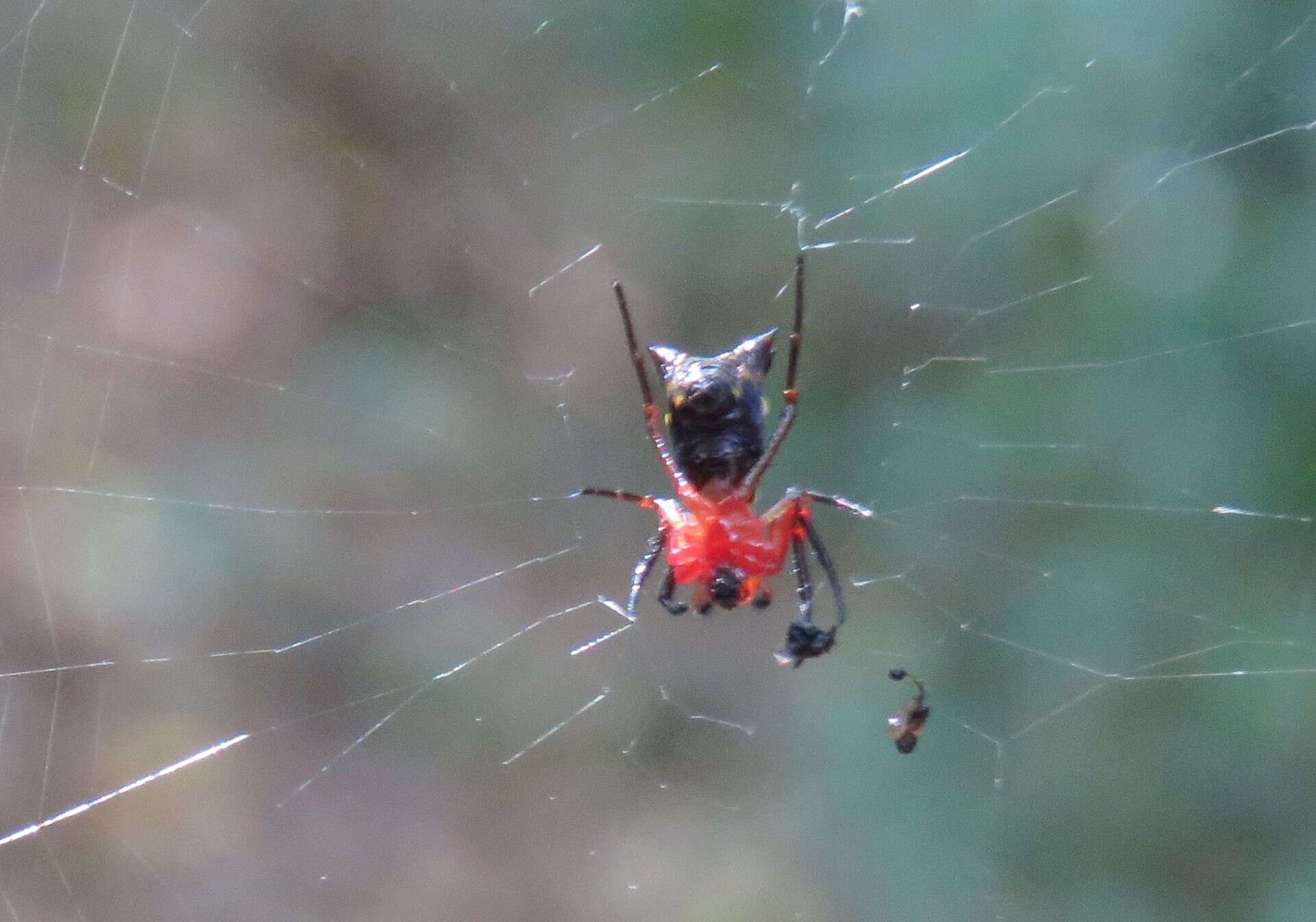 Image of Micrathena fidelis (Banks 1909)