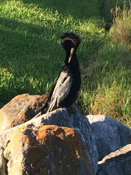 Image of Anhinga Brisson 1760