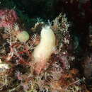Image of ciliated sponge