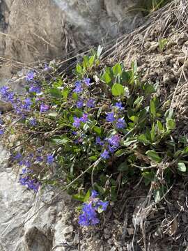 Sivun Penstemon humilis subsp. brevifolius (Gray) D. D. Keck kuva