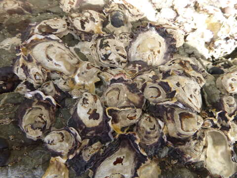 Image of Sydney rock oyster