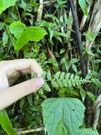 Image of Athyrium anisopterum Christ