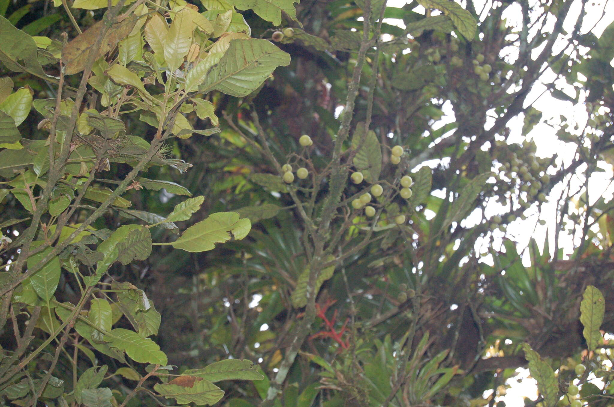 Image of Meliosma grandifolia (Liebm.) Urban