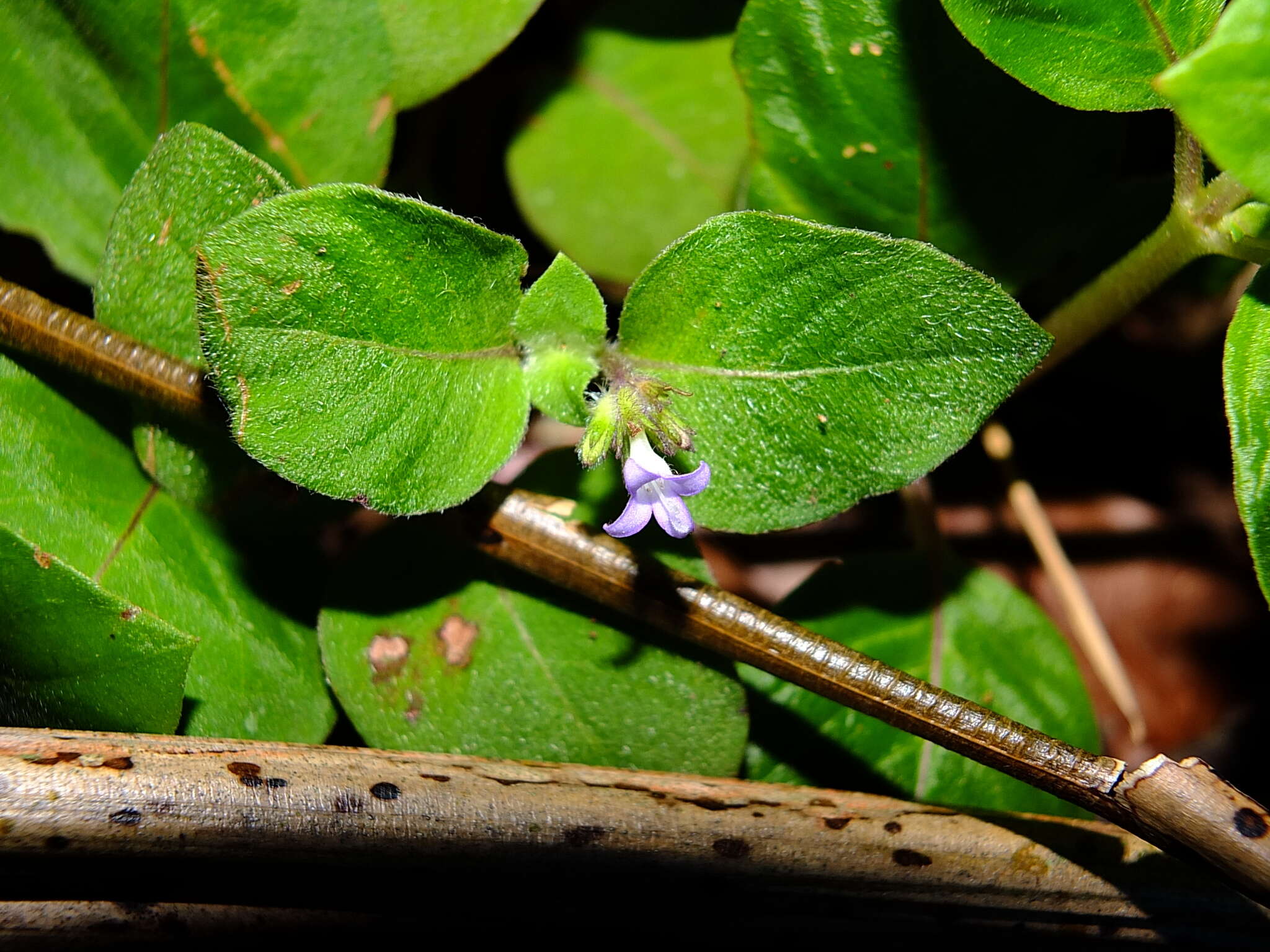 Image of Coccocypselum guianense (Aubl.) K. Schum.