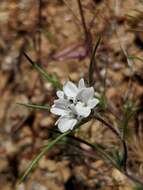 Image of dwarf western rosinweed