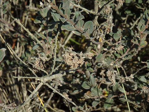 Image of creeping willow