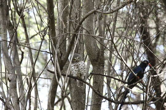 Image of Glaucidium capense ngamiense (Roberts 1932)