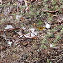 Image of Golden Bush Robin