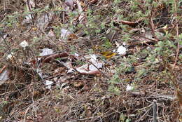 Image of Golden Bush Robin