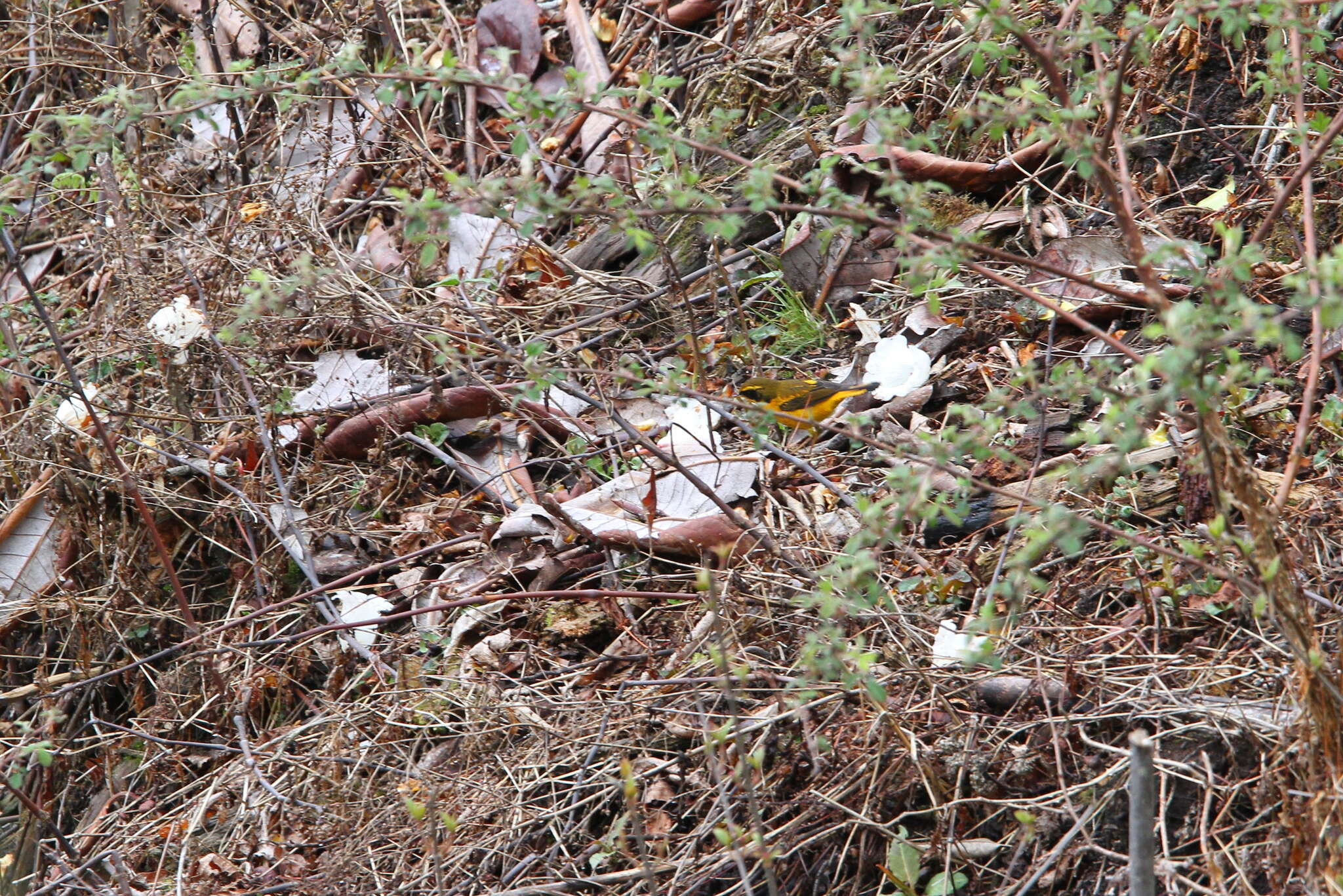 Image of Golden Bush Robin