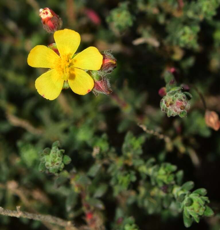 Image de Fumana thymifolia (L.) Spach ex Webb