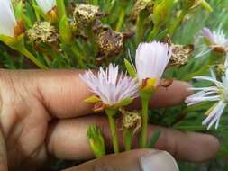 Image of Lampranthus blandus (Haw.) Schwant.