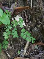 Imagem de Adiantum amplum C. Presl