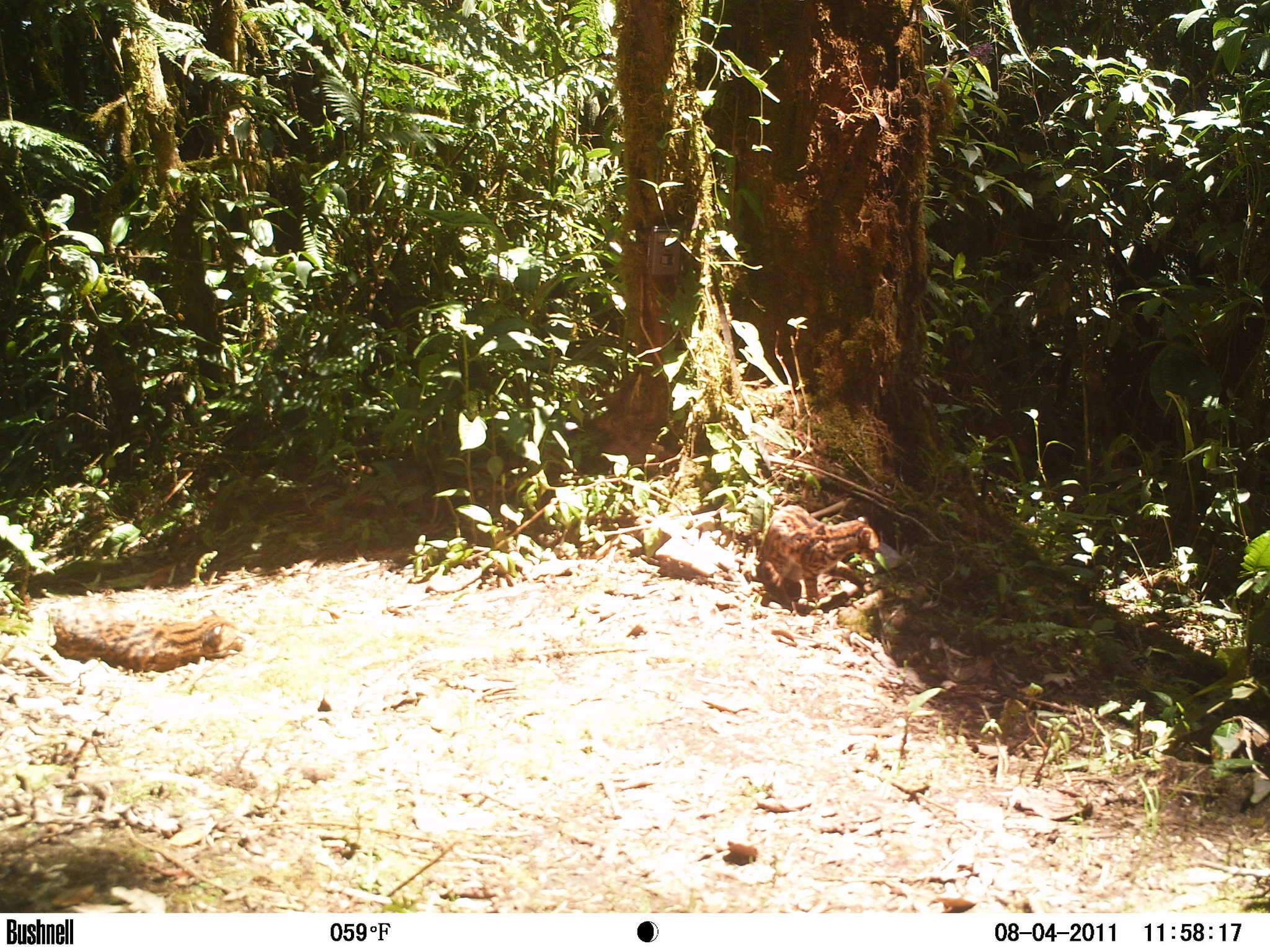 Image of little spotted cat