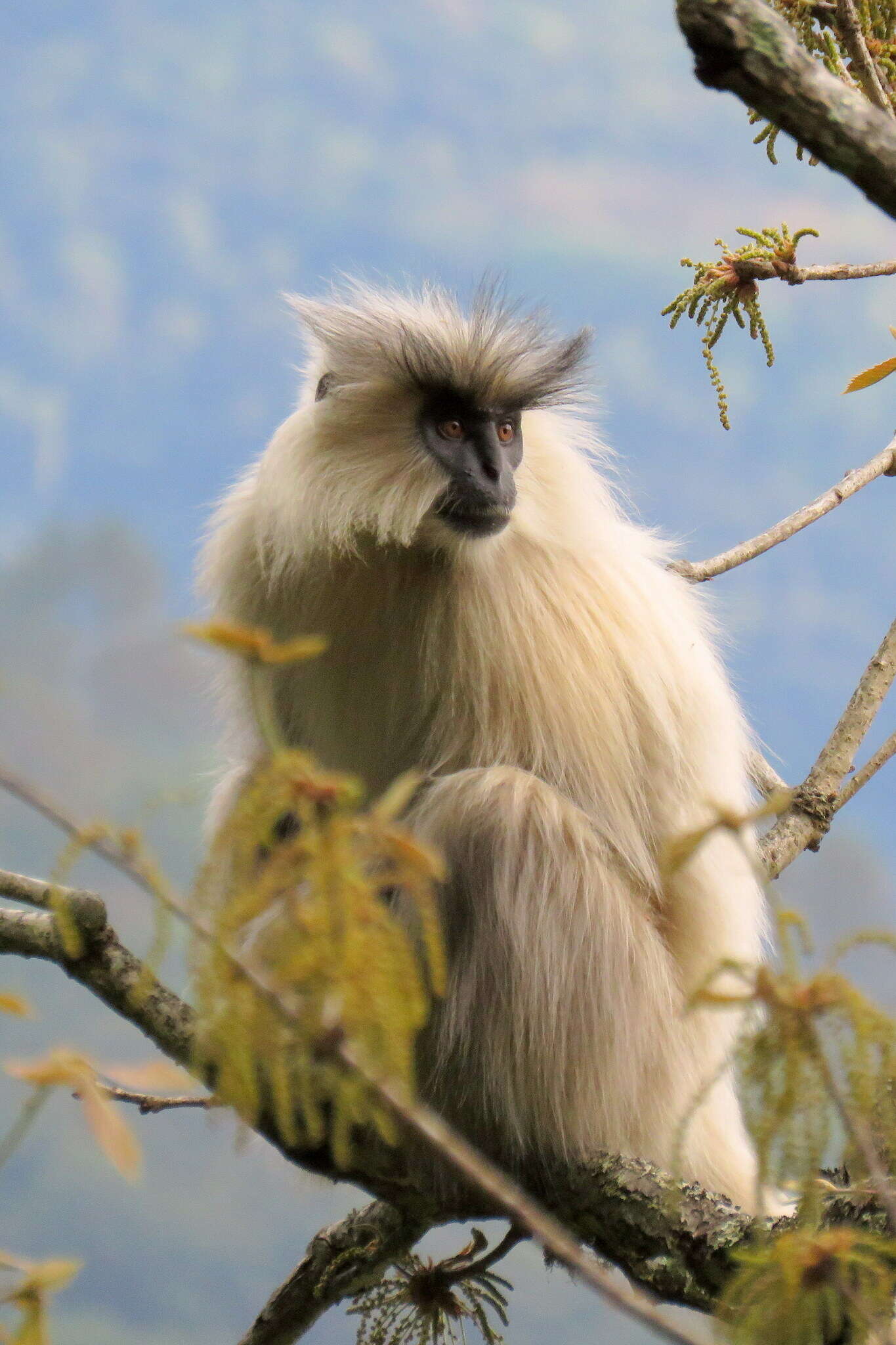 Image of Gee's Golden Langur