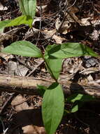 Plancia ëd Clematis ochroleuca