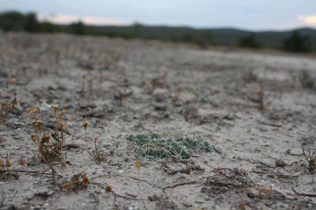 Image of Coryphantha maiz-tablasensis Fritz Schwartz ex Backeb.