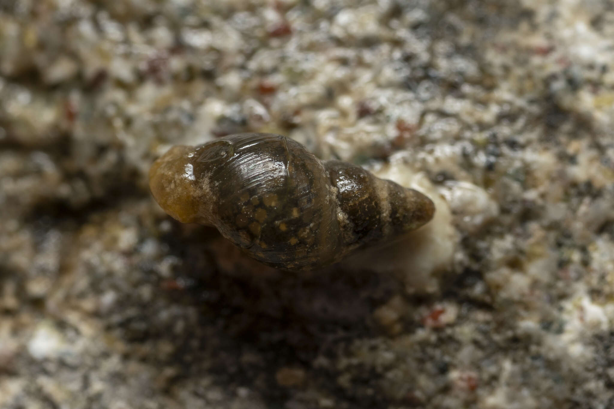 Image of Attenuate Fossaria