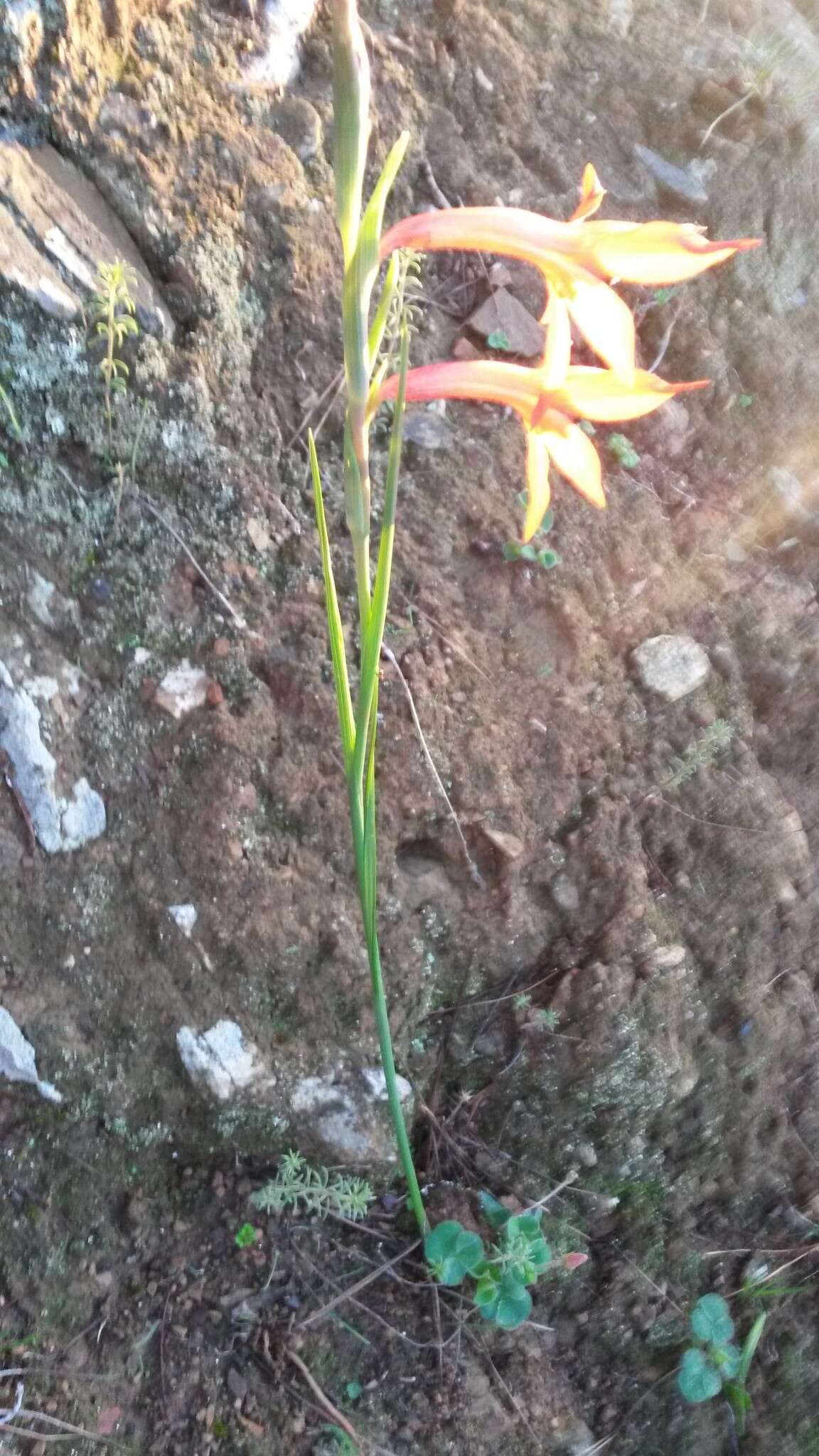 Imagem de Gladiolus priorii (N. E. Br.) Goldblatt & M. P. de Vos