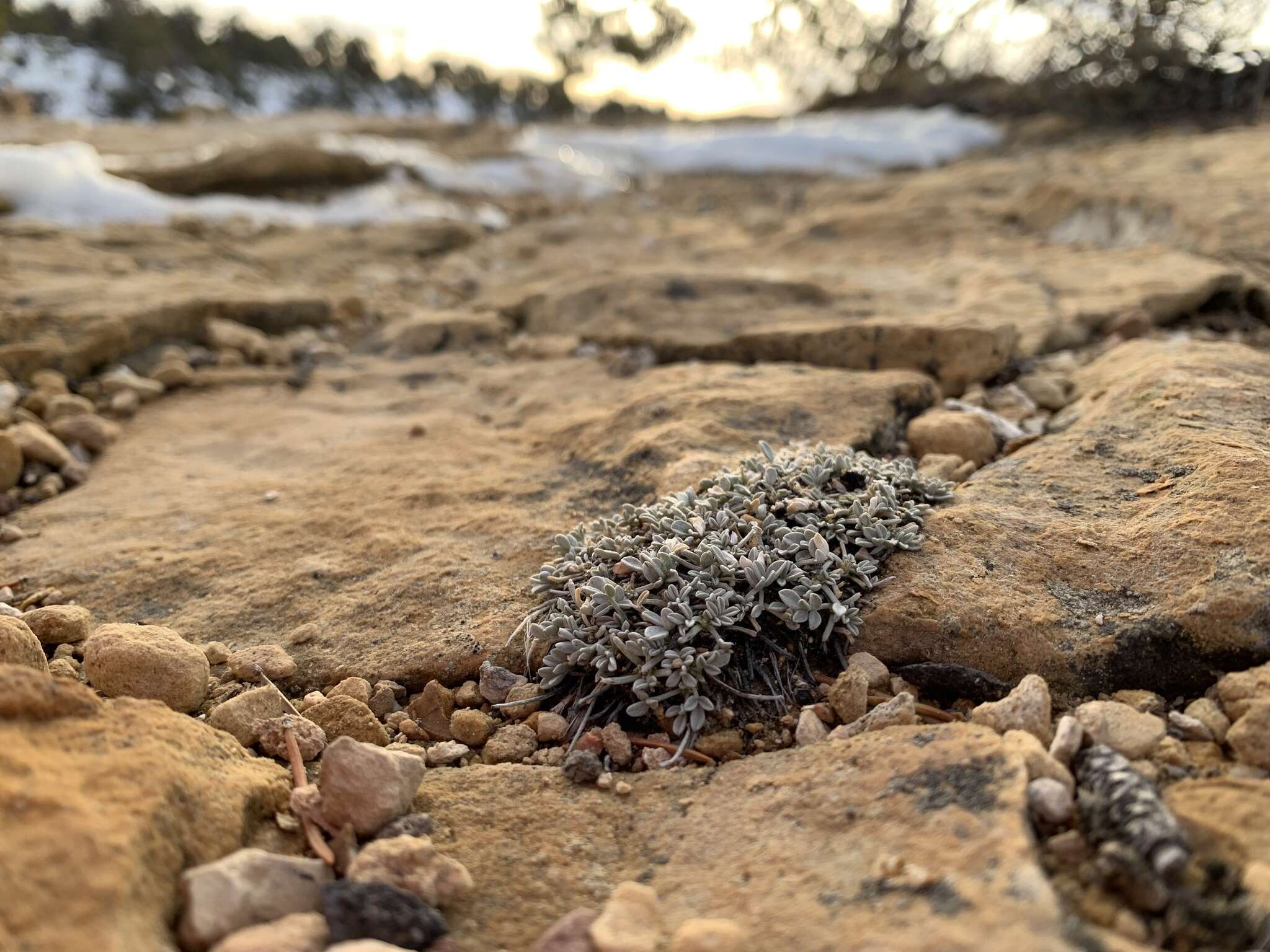 Image of Astragalus cremnophylax var. cremnophylax