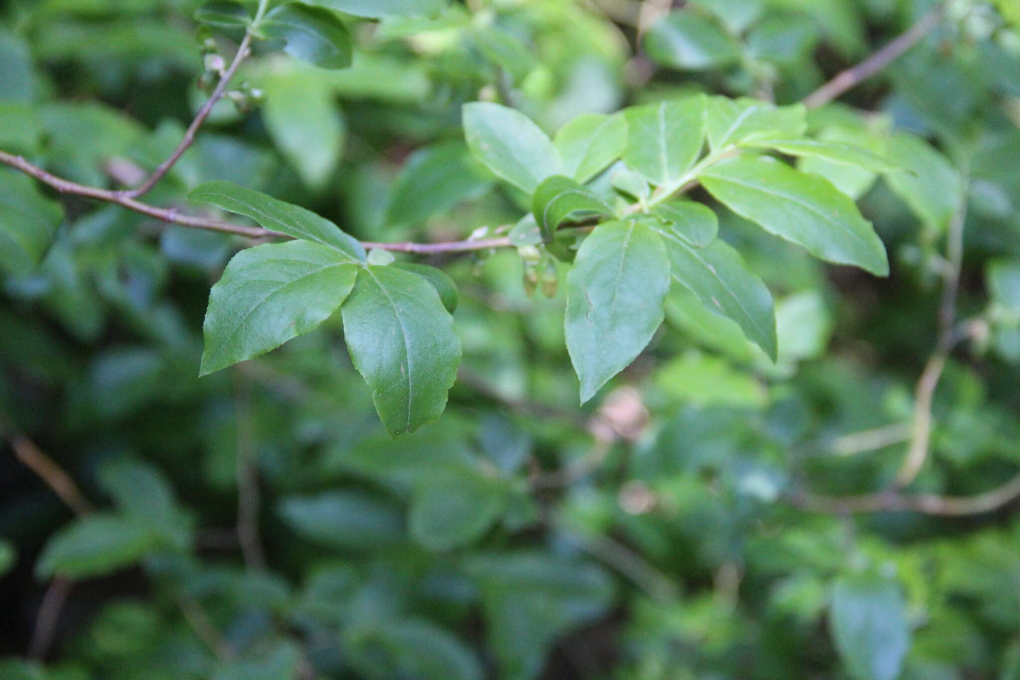 Image de Vaccinium arctostaphylos L.