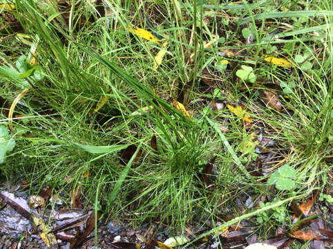 Image de Deschampsia elongata (Hook.) Munro