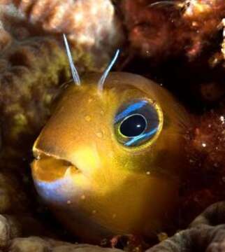 Image of Midas coralblenny