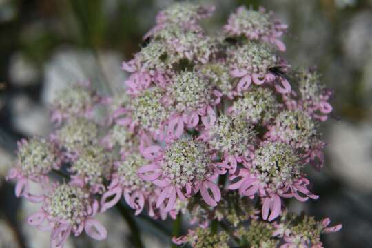 Image of Heracleum austriacum L.