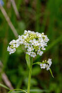 Imagem de Eutrema integrifolium (DC.) Bunge