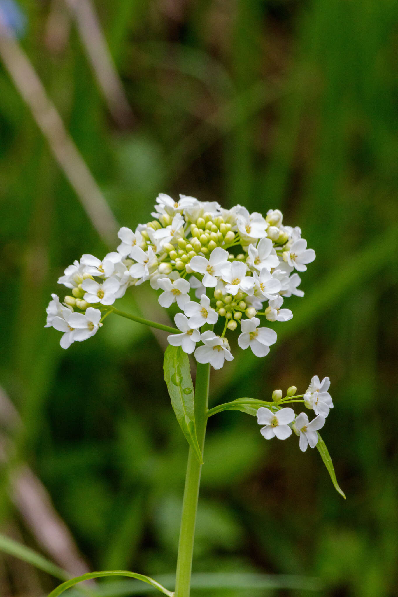 Imagem de Eutrema integrifolium (DC.) Bunge