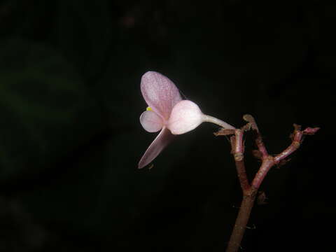 Image of Begonia chongzuoensis Yan Liu, S. M. Ku & C. I Peng