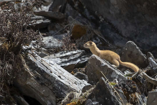 Image of Mountain Weasel