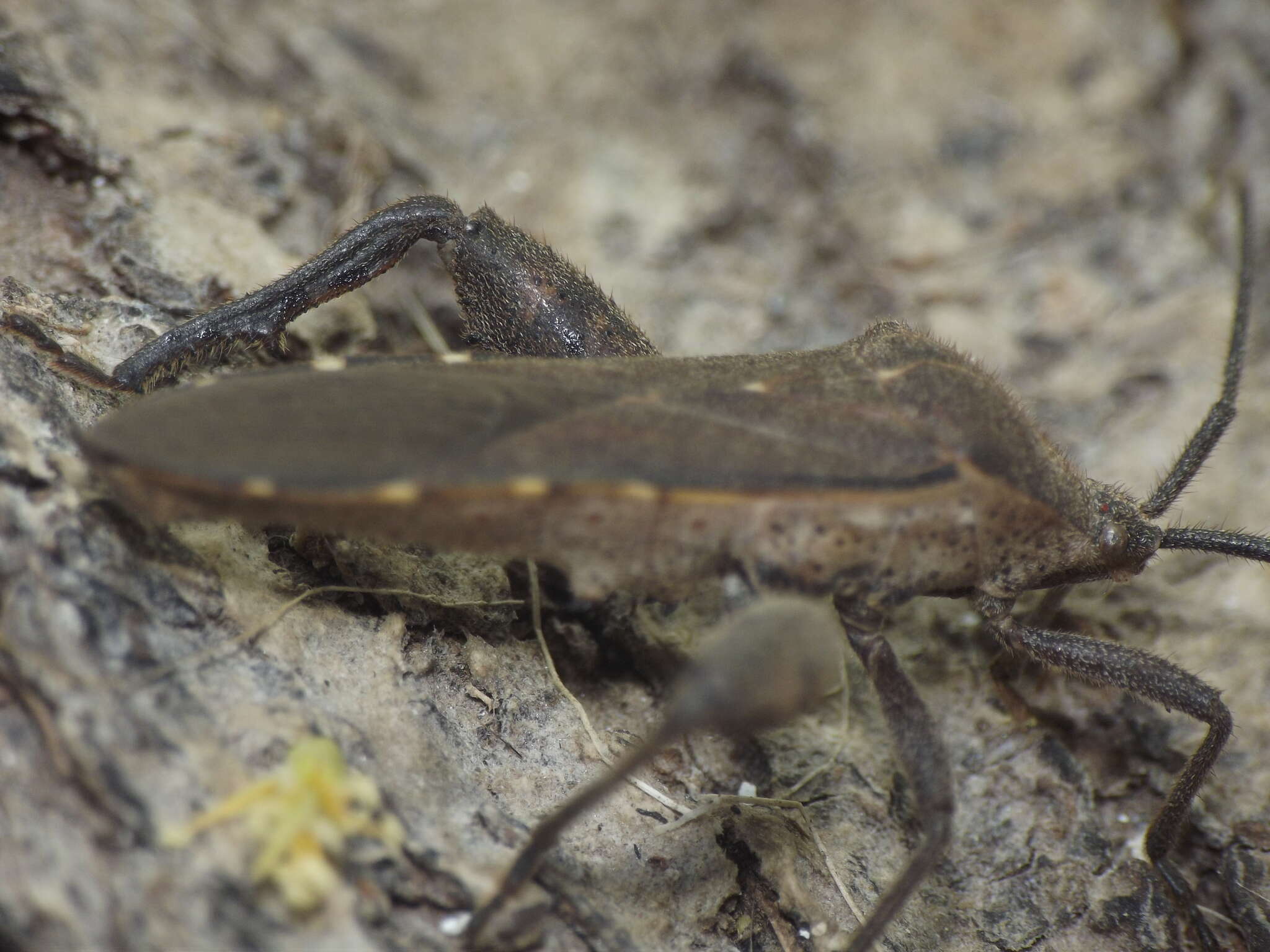 Image of Physomerus centralis Mukherjee, Hassan & Biswas 2016