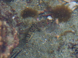 Image of Throatspotted blenny