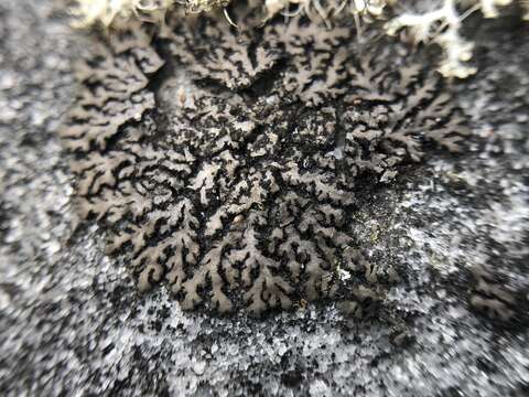 Image of wreath lichen