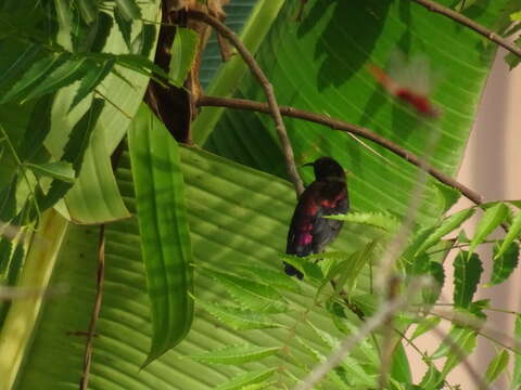 Image of Carmelite Sunbird