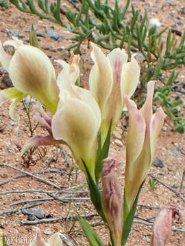 Image of Gladiolus scullyi Baker