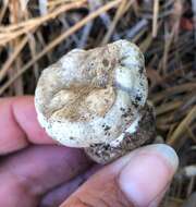 Sivun Boletus subalpinus (Trappe & Thiers) Nuhn, Manfr. Binder, A. F. S. Taylor, Halling & Hibbett 2013 kuva