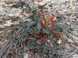 Image of dwarf stickpea