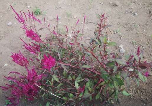 Imagem de Amaranthus cruentus L.