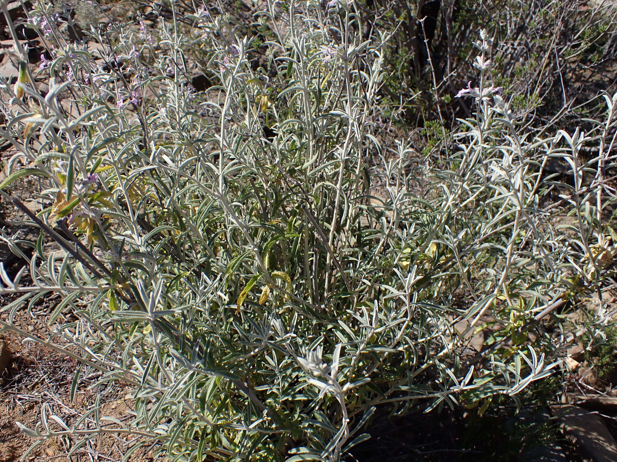 Imagem de Stachys rugosa Aiton