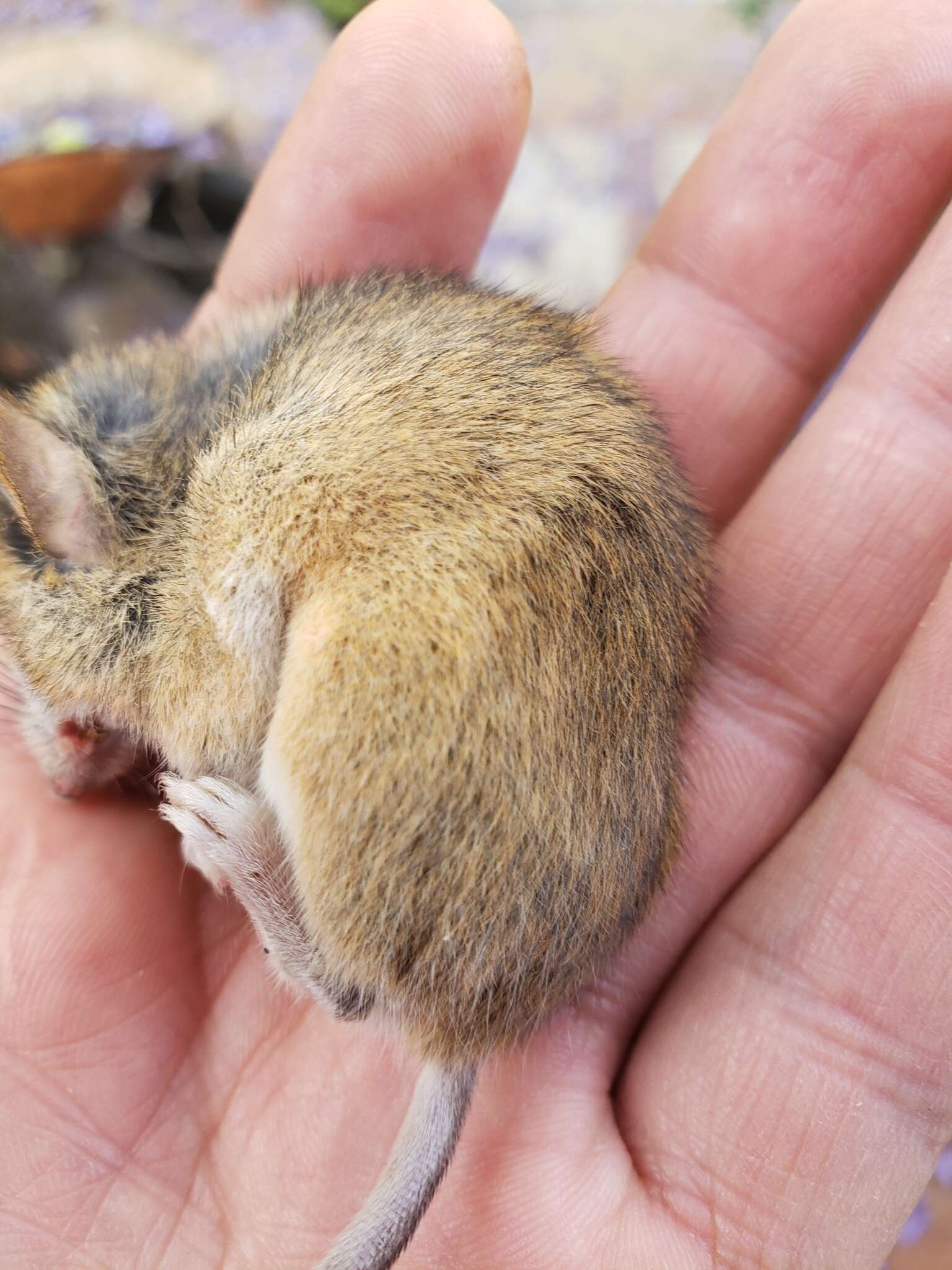 Sivun Peromyscus hylocetes Merriam 1898 kuva